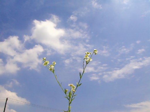 ��Ɍ������āA���r��L�΂����̂悤�ɁB