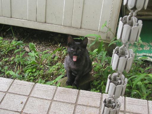 �Ȃ񂾂����˂ށH