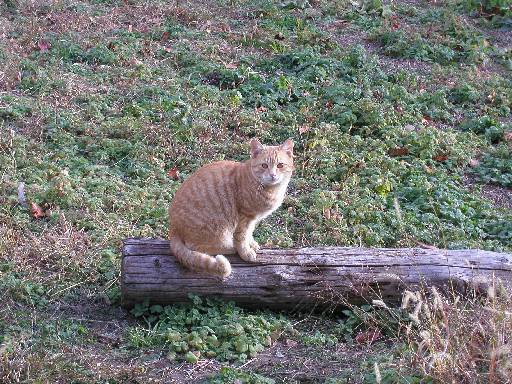 ���܂��ܖڂ��������B