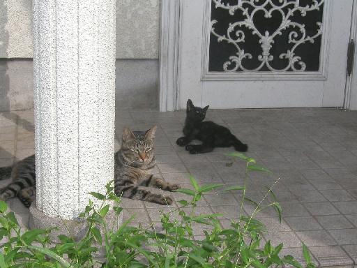 �ӂĂԂĂ������Ɨ�΂̔@���B