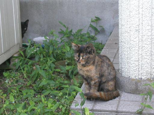 ����˂��Ƌ����������B