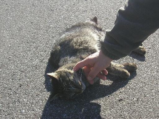 �C���������̂ł��`��