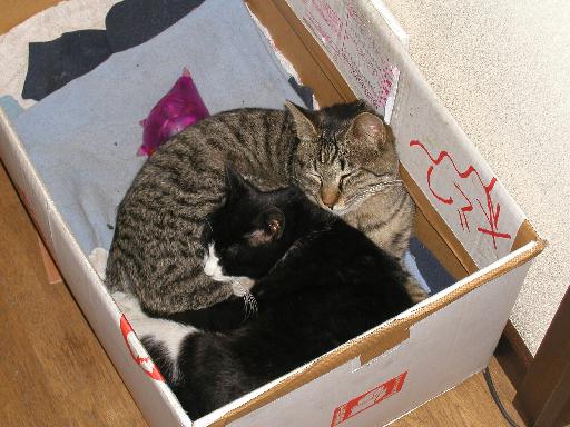 �g�����̂ł��B