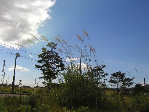 �X�X�L�����ɗh��Ă����B