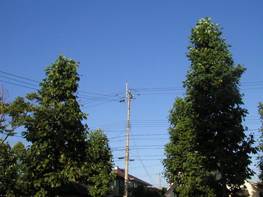 �܂����܂��A�����ł��̌i�F��������Ƃ͎v��Ȃ������B