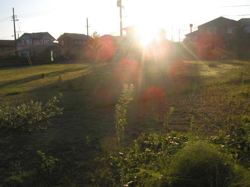 �t���̒��A��ւ̉Ԃ�����P���Č������B