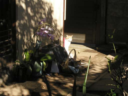 ���C���邩�킩��܂����H