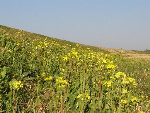 ������̉͐�~�ɍ炢���؂̉�